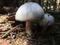 Erdőszéli csiperke (Agaricus arvensis), Mátra. Ritkás erdőszéleken, tisztások mentén nő